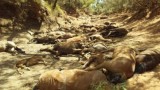  Масова гибел на диви коне в жегата в Австралия 