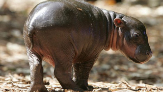 Хипопотамче пигмей се роди в австралийски зоопарк (видео и галерия)