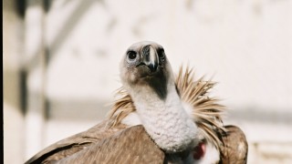 Отровиха два египетски лешояда в Източните Родопите Това предаде БНТ Едната