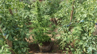 Задържаха още един жътвар на канабис, този път в Павликени