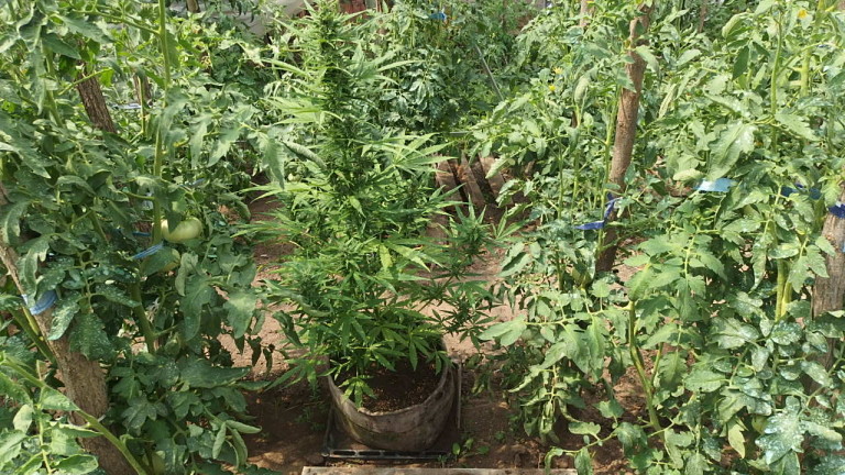 Задържаха още един жътвар на канабис, този път в Павликени