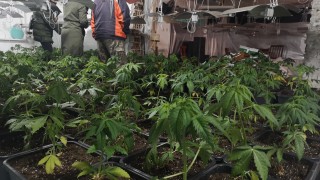 Разбиха лаборатория за марихуана в Тетевенско Тя е била разкрита