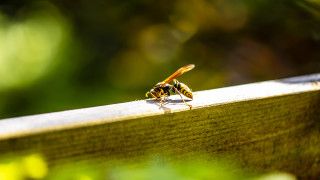 Със затоплянето на времето е съвсем очаквано все повече насекоми