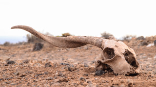 Най масовото измиране на Земята може би е причинено от изгарянето