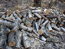 25 кубика крадена дървесина засякоха в Плевенско