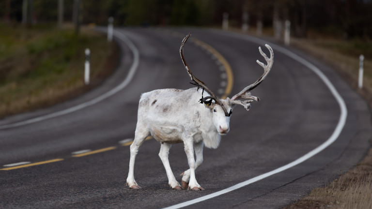 Как Швеция ще се погрижи за северните елени