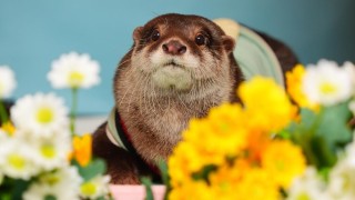 Видрата е хищен бозайник Размерът ѝ зависи пряко от вида