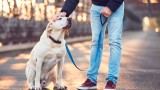  Как да създадем разходките с кучето по-приятни 