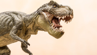 Забележителна вкаменелост съхраняваща последното хранене на млад тиранозавър беше открита