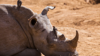 Последният оцелял на планетата мъжки северен бял носорог е починал