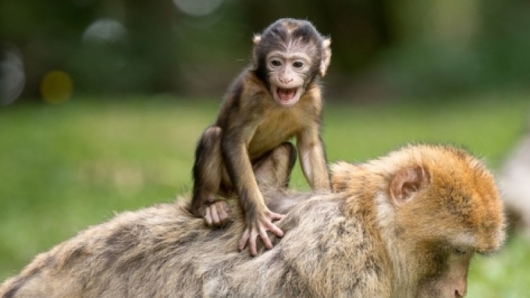 Търсят осиновители за новородените обитатели на варненския зоопарк