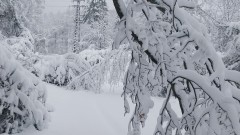 Затвориха пътя от Банско към ски зоната заради падащи дървета