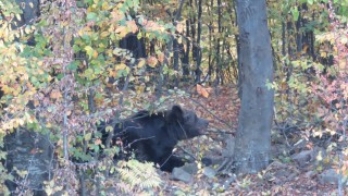 Маркираха 210-килограмова мечка в Стара планина