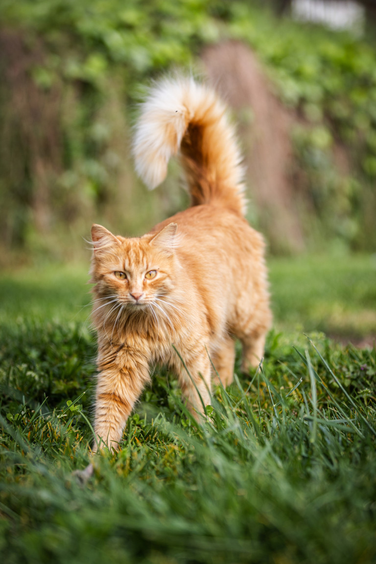 Предимно мъжки са котките с оранжев пигмент
