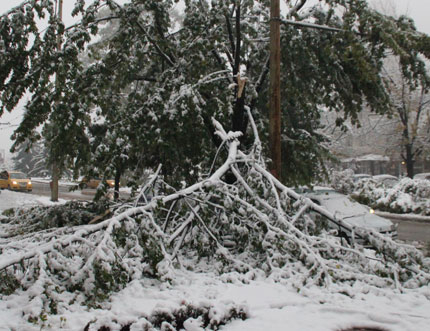 Паднали дървета спряха тока на хижи във Витоша 