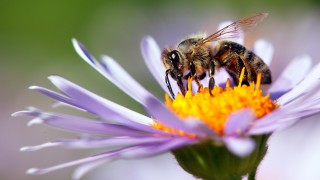 Учени откриха гигантска пчела, изчезнала преди десетилетия