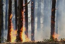 Над 10 000 хектара гори горят в Сибир