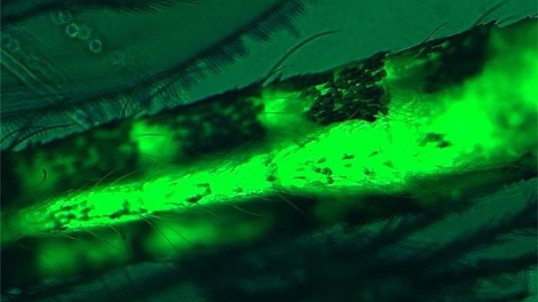 Флуоресцентна микропластмаса в корема на комар