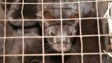 В Холандия вярват, че норките могат да заразят човек с коронавирус