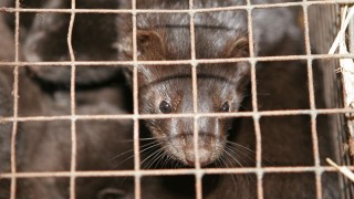 Хората от няколко села край Стара Загора са тормозени от