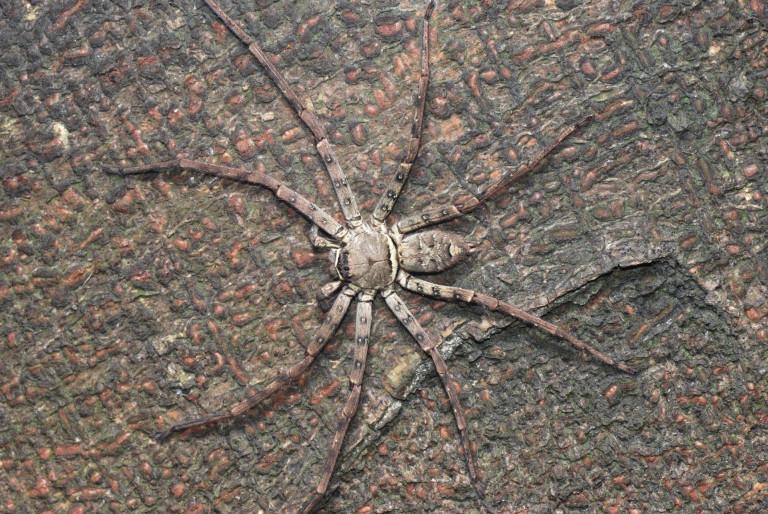 Heteropoda cervina