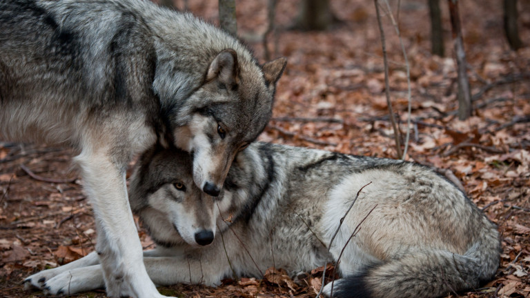 Германия взема мерки да регулира популацията от вълци