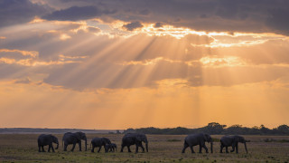 Защо животните масово бягат към полюсите