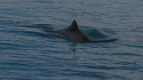  Хиляди делфини умират в Черно море поради съветски кораби и подводници 