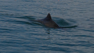 Четири мъртви делфина изплуваха в морето край Балчик Те са