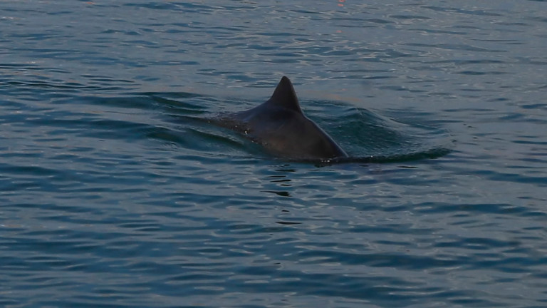 Украински биолози предупредиха, че делфините в Черно море умират с