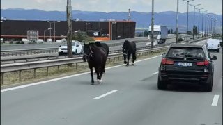 Коне се разходиха по Околовръстното шосе в София Това става