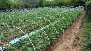 Полицията намери нива с марихуана в село Коларово край Петрич Това гласи