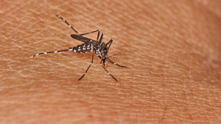 Трима души са починали от западнонилска треска след разпространение в