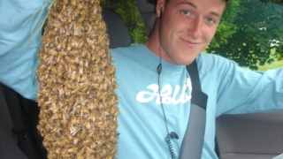 Камион с 12 милиона пчели се преобърна в Канада
