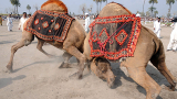 ОАЕ иска да доставя мляко от камили в Русия