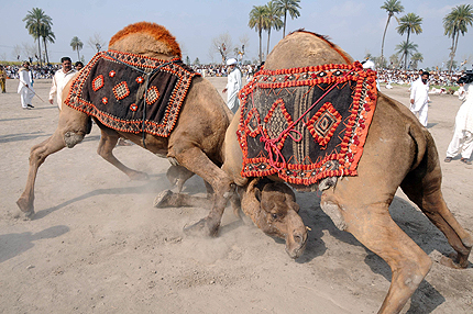 ОАЕ иска да доставя мляко от камили в Русия
