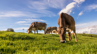 Българският фермерски съюз отговори на от екоорганизации За да остане