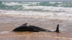 Мъртви делфини стоят от няколко дни на плажа в Кранево