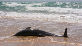 Десетки делфини бяха изхвърлени на брега в Япония като някои