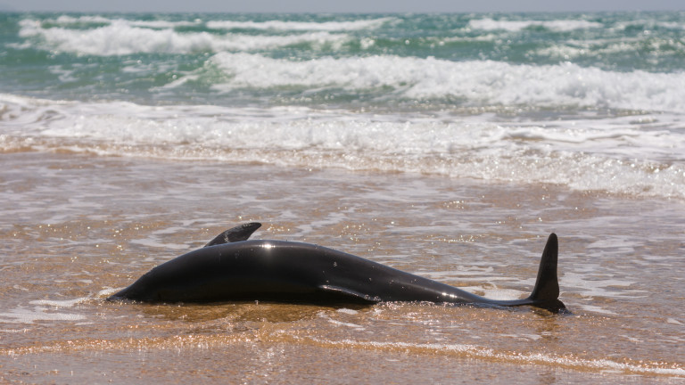 Десетки делфини бяха изхвърлени на брега в Япония, като някои