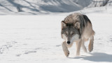 Ужасяващата съдба на вълците на Скандинавския полуостров