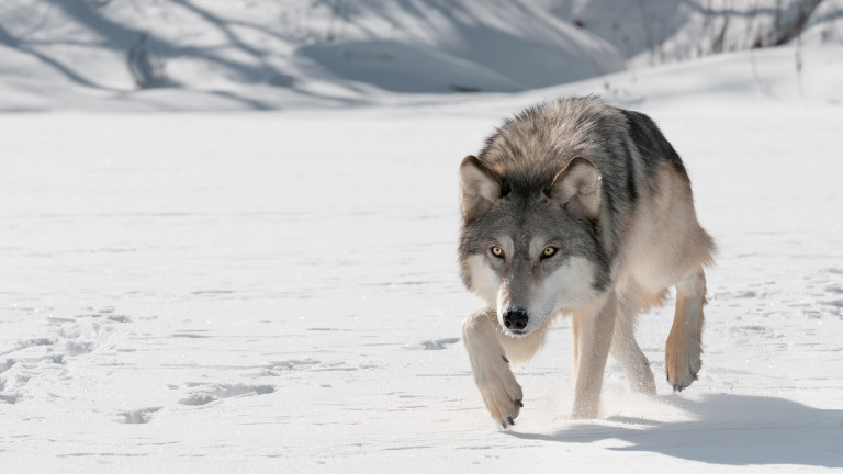 Тъжната съдба на вълците на Скандинавския полуостров