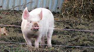 Алармират за опасност от чума по свинете в Русенско