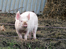 Свинско месо без маркировка иззеха в София