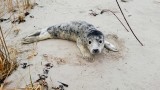 Нашествие на тюленчета по плажовете в Латвия, хората ги стресират