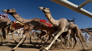 Дузина камили са дисквалифицирани от състезание по красота в Саудитска Арабия