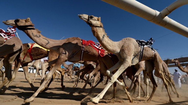 Дузина камили са дисквалифицирани от състезание по красота в Саудитска