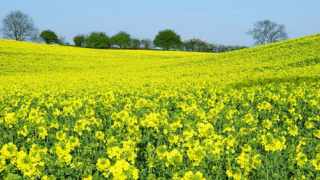 ЕС качва митото за внос на биодизел от Индонезия и Аржентина