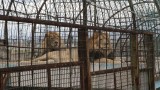 "Четири лапи" сигнализира ЕК за лоши условия в зоопарковете у нас