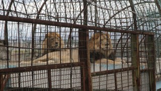 Международната организация за защита на животните Четири лапи стартира онлайн